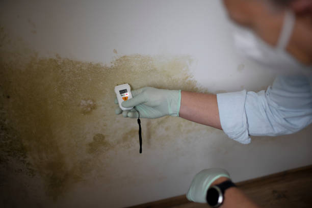 Rio Grande, NJ Mold Remediation Company