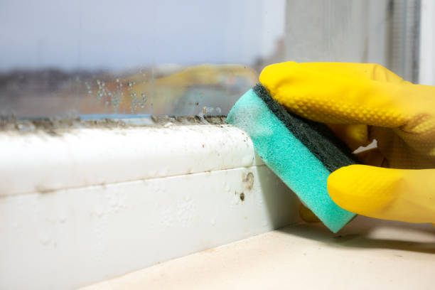 Best Basement Mold Remediation in Rio Grande, NJ