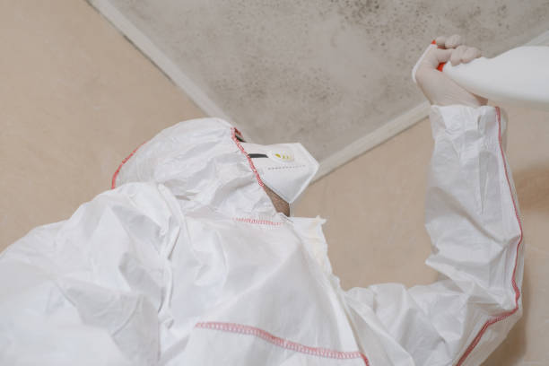 Best Black Mold Remediation in Rio Grande, NJ