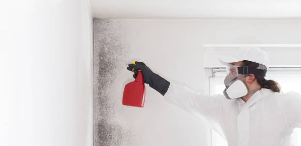 Best Commercial Mold Remediation in Rio Grande, NJ